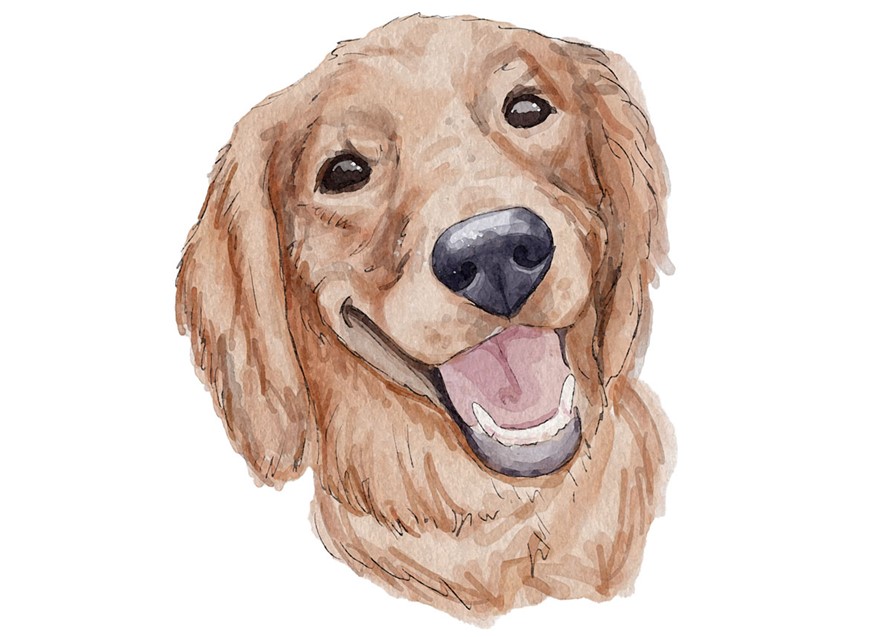 Pet Portraits